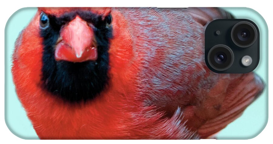 Bird iPhone Case featuring the photograph Male Cardinal Portrait by William Bitman