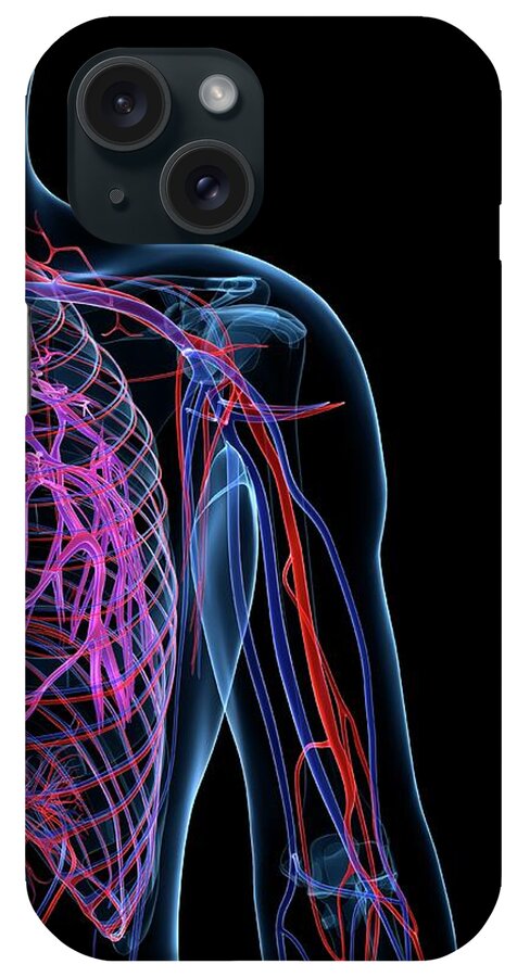 Anatomy iPhone Case featuring the digital art Male Cardiovascular System, Artwork by Science Photo Library - Sciepro