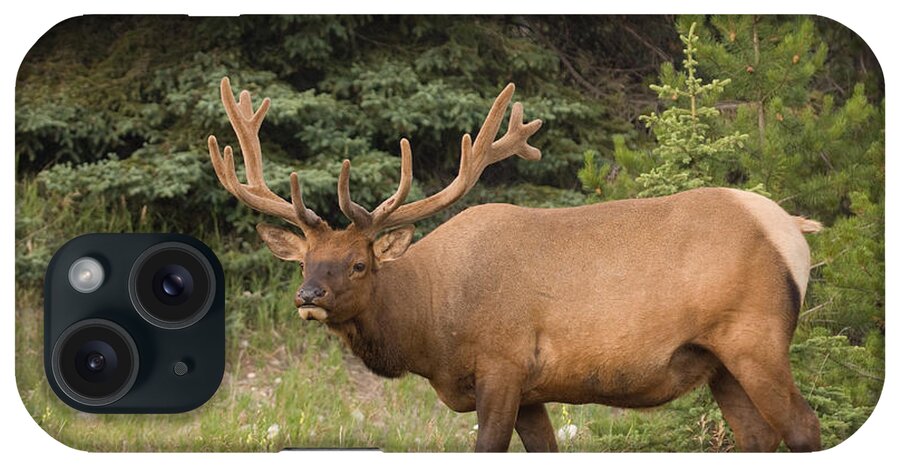 Canadian Rockies iPhone Case featuring the photograph Male Elk in Velvet by Chris Scroggins