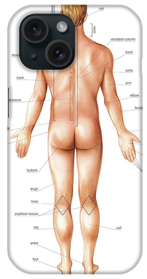Simple Human Stomach Diagram - Vintage Anatomy Poster Weekender