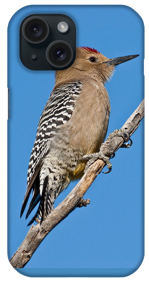 Animal iPhone Case featuring the photograph Male Gila Woodpecker by Jeff Goulden