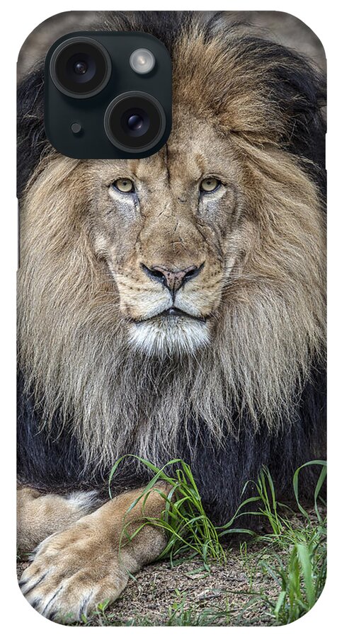 Wildlife iPhone Case featuring the photograph Male Lion Portrait by William Bitman