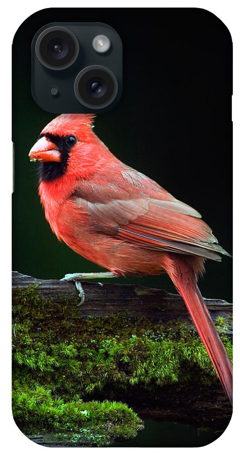 Photography iPhone Case featuring the photograph Male Northern Cardinal Cardinalis by Panoramic Images