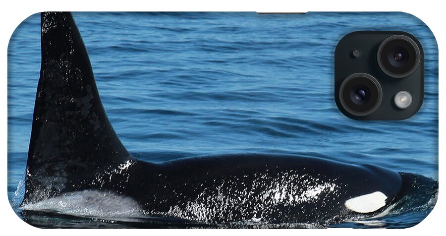 Male Orca iPhone Case featuring the photograph Lonesome George CA165 Male Orca Killer Whale in Monterey Bay California 2013 by Monterey County Historical Society