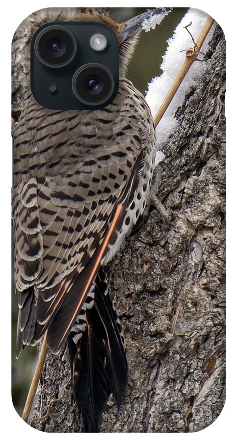 Red-shafted Northern Flicker iPhone Case featuring the photograph Male Red-shafted Northern Flicker by Stephen Johnson