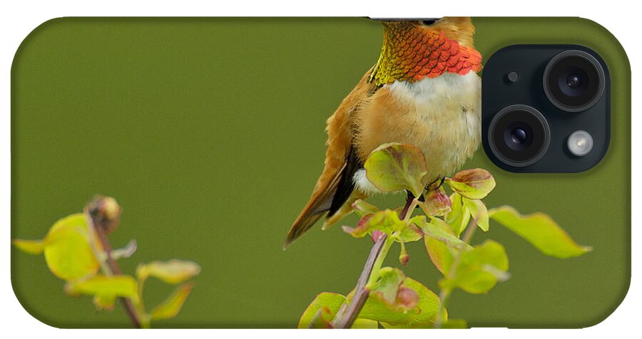 Rufous Hummingbird iPhone Case featuring the photograph Male Rufous Hummingbird #1 by Tom and Pat Leeson