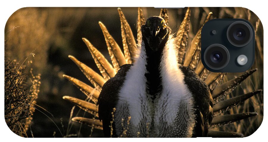 Male iPhone Case featuring the photograph Male Sage Grouse In Mating Display by Ron Sanford