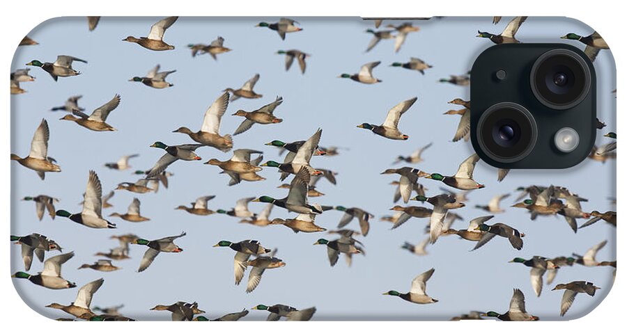 Feb0514 iPhone Case featuring the photograph Mallard Flock Flying Germany by Konrad Wothe
