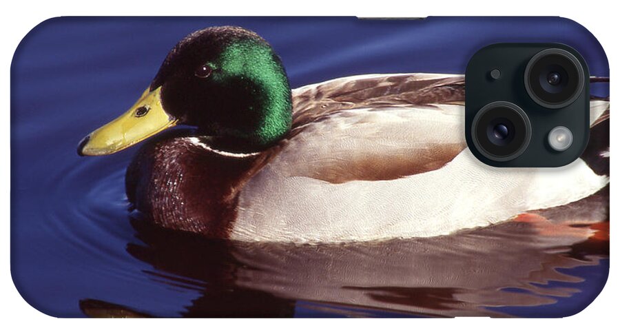 Duck iPhone Case featuring the photograph Mallard In The Mirror by Ginny Barklow