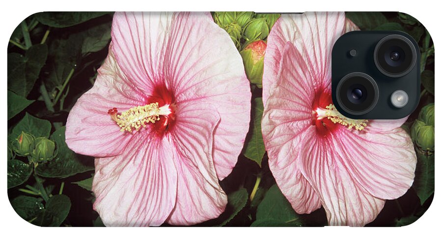 Lavatera Trimestris iPhone Case featuring the photograph Mallow Flowers (lavatera Trimestris) by M F Merlet/science Photo Library