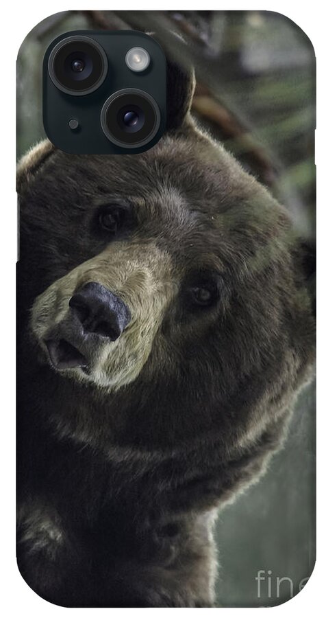 Bear iPhone Case featuring the photograph Mama Bear by Mitch Shindelbower