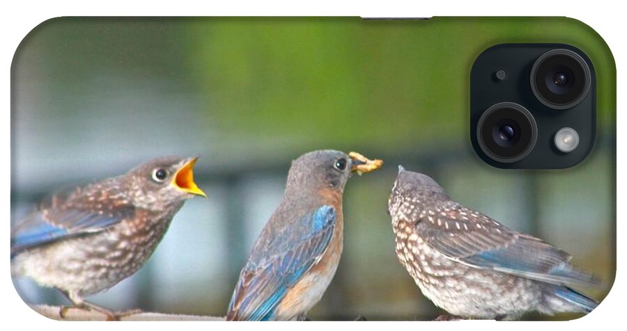 Bluebirds iPhone Case featuring the photograph Mama Bluebird and Fledglings by Jeanne Juhos