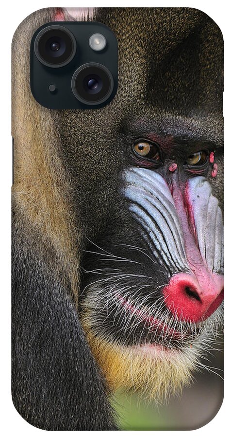 Feb0514 iPhone Case featuring the photograph Mandrill Male by Thomas Marent