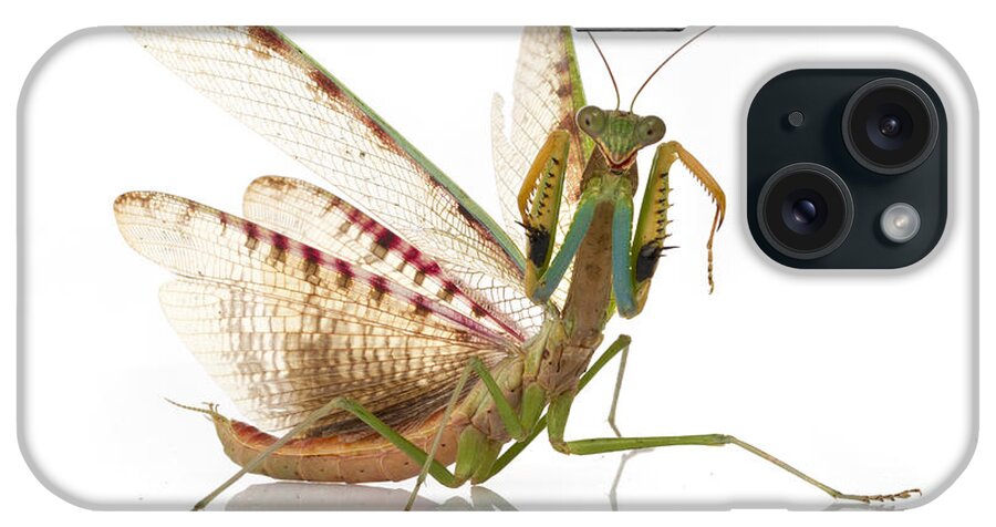 496689 iPhone Case featuring the photograph Mantid In Defense Posture Gorongosa by Piotr Naskrecki