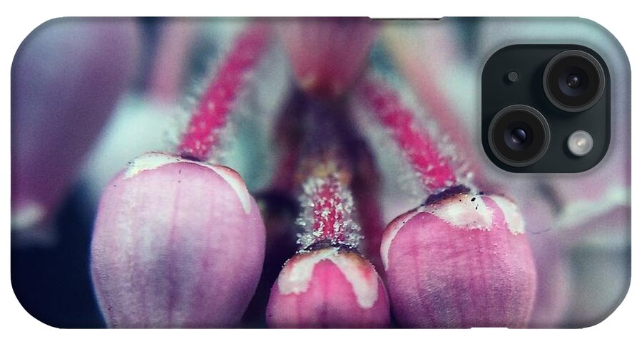 Manzanita iPhone Case featuring the photograph Manzanita blossoms by Eric Suchman