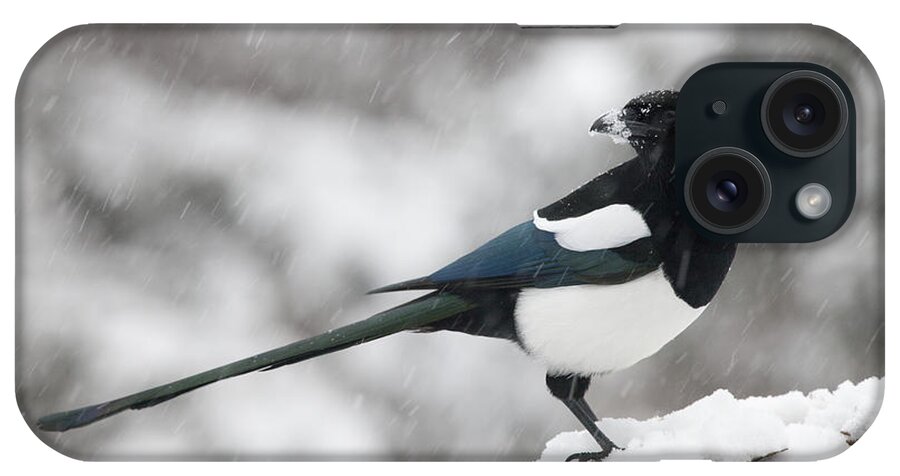 Black-billed Magpie iPhone Case featuring the photograph Mapgie in Profile by Tim Grams