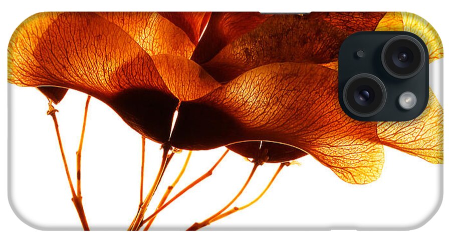 Maple iPhone Case featuring the photograph Maple Seed Pod Cluster by Robert Woodward