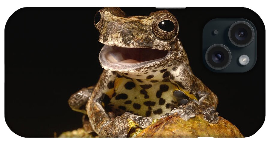 Feb0514 iPhone Case featuring the photograph Marbled Tree Frog Amazonia Ecuador by Pete Oxford