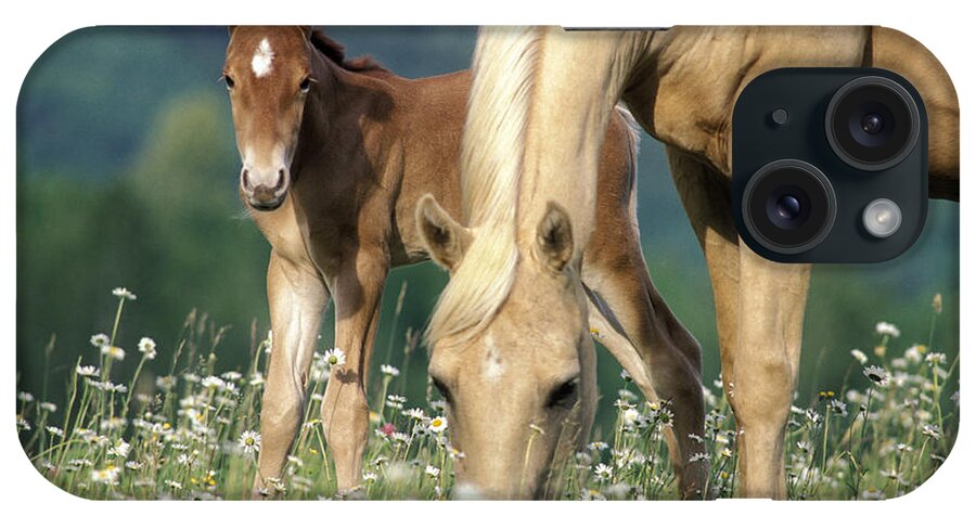 Horse iPhone Case featuring the photograph Mare And Foal In Meadow by Rolf Kopfle