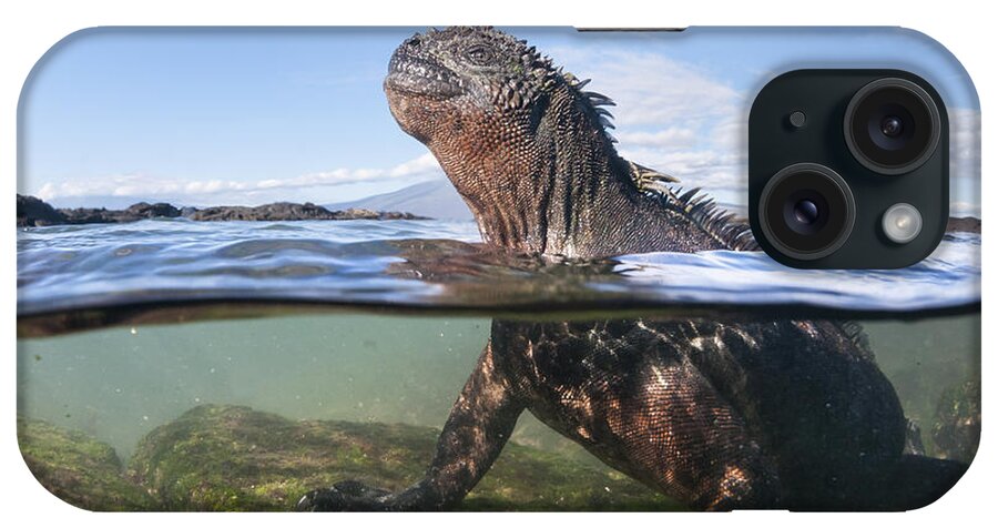 Tui De Roy iPhone Case featuring the photograph Marine Iguana In Water Punta Espinosa by Tui De Roy