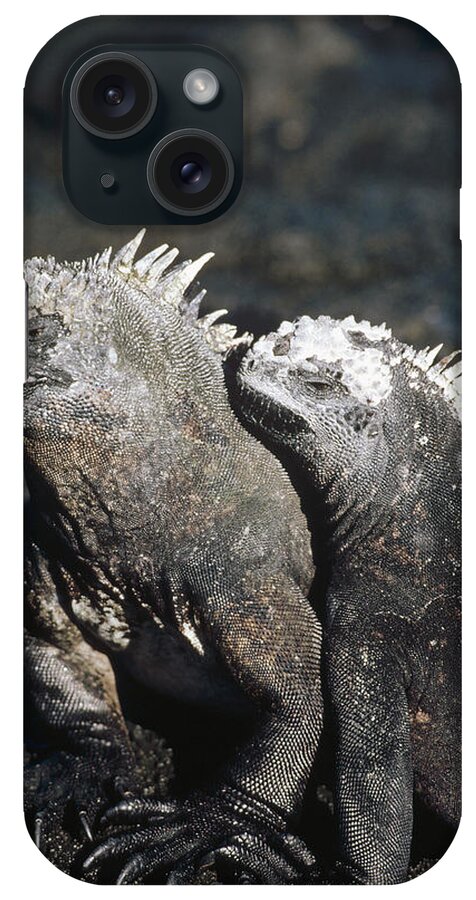 Feb0514 iPhone Case featuring the photograph Marine Iguana Male And Female Galapagos by Tui De Roy