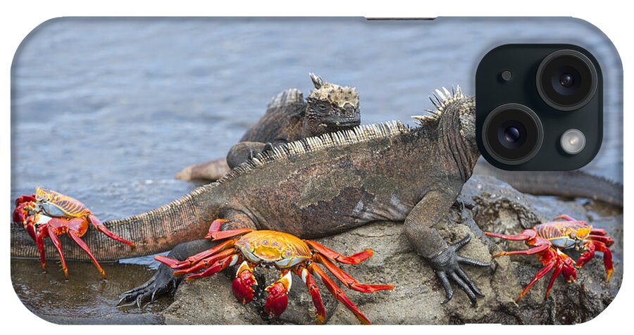 Tui De Roy iPhone Case featuring the photograph Marine Iguana Pair And Sally Lightfoot by Tui De Roy