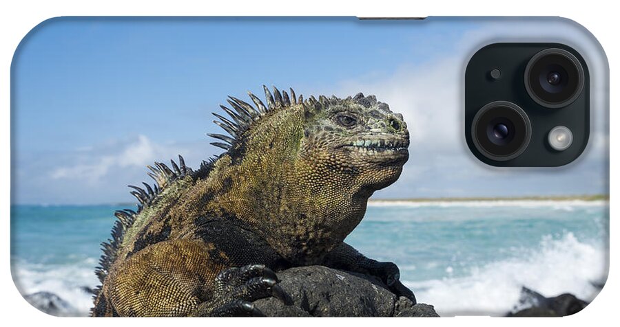 Tui De Roy iPhone Case featuring the photograph Marine Iguana Turtle Bay Santa Cruz by Tui De Roy