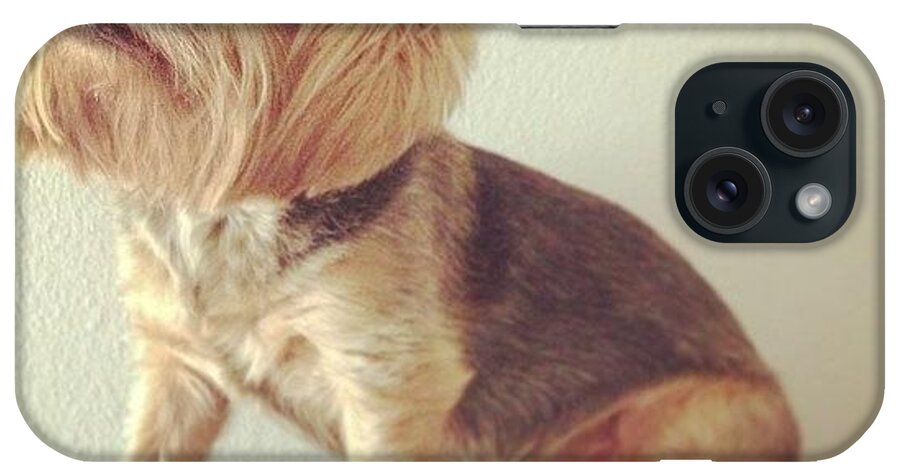 Ilovemydogs iPhone Case featuring the photograph #marley Thinks He Is King Of The Sofa by Toni Hamel