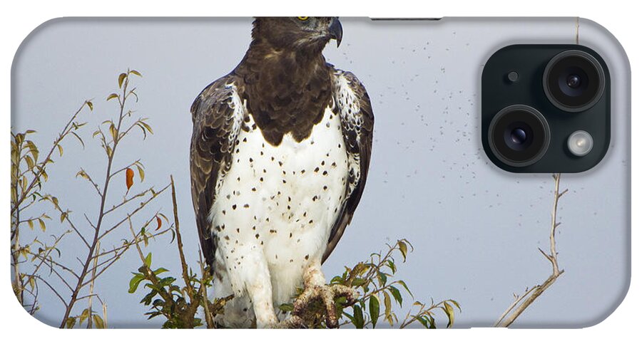 African Fauna iPhone Case featuring the photograph Martial Eagle by John Shaw