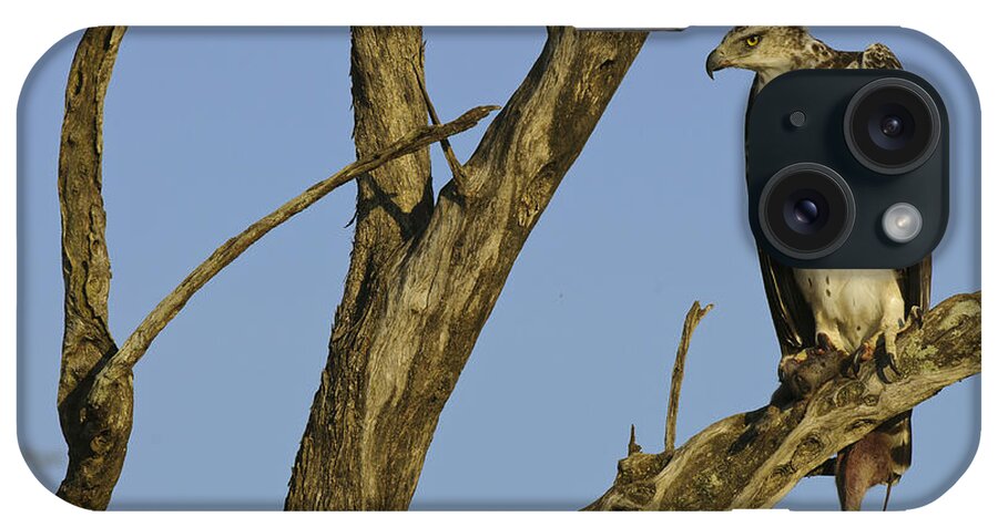 Africa iPhone Case featuring the photograph Martial Eagle With Its Prey by John Shaw