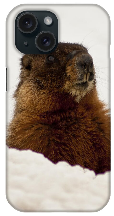 Yellow Bellied Marmot iPhone Case featuring the photograph Marty the Marmot by Daniel Hebard