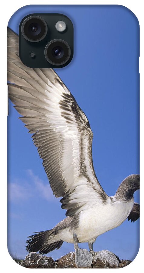 Feb0514 iPhone Case featuring the photograph Masked Booby Fledgling Stretching Wings by Tui De Roy