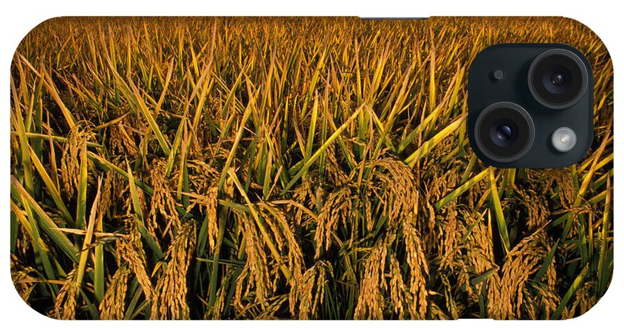 Flora iPhone Case featuring the photograph Mature Rice Crop by Ron Sanford