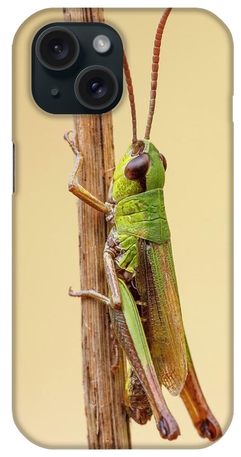 Somerset iPhone Case featuring the photograph Meadow Grasshopper by Heath Mcdonald/science Photo Library