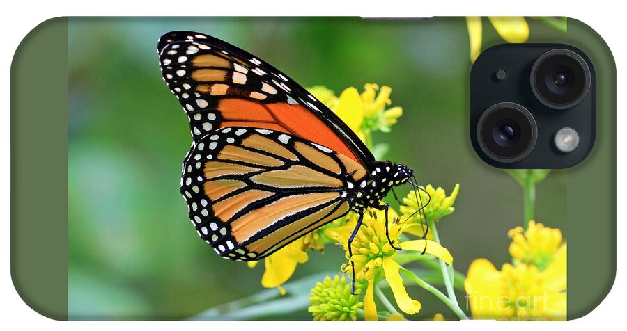 Butterflies iPhone Case featuring the photograph Meadow Monarch by Geoff Crego
