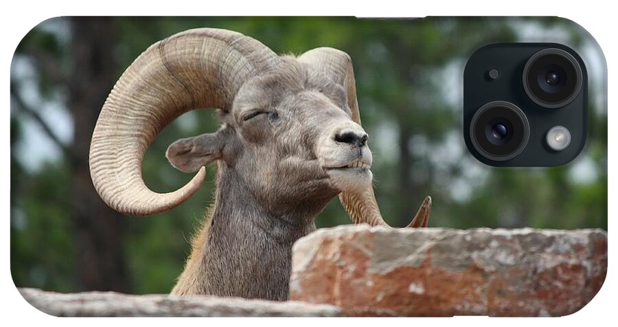 Dall Sheep iPhone Case featuring the photograph Meditating by Veronica Batterson