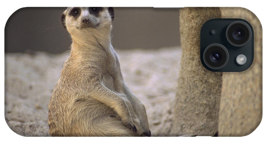 Feb0514 iPhone Case featuring the photograph Meerka At Of Burrow Africa by Gerry Ellis