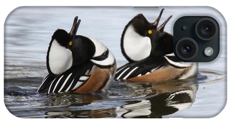 Hooded Merganser iPhone Case featuring the photograph Merganser Display by Angie Vogel