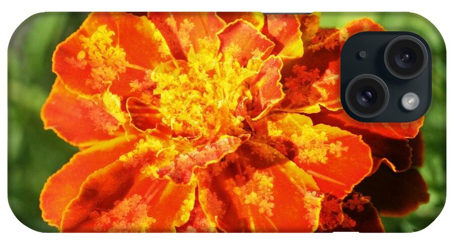Macro iPhone Case featuring the photograph Merry Marigold by Barbara S Nickerson