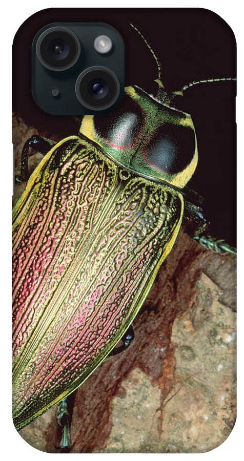 Feb0514 iPhone Case featuring the photograph Metallic Wood-boring Beetle Panama by Mark Moffett