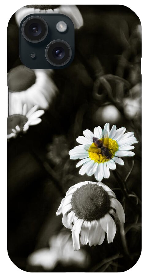 Aster iPhone Case featuring the photograph Michaelmas Daisies by Mark Llewellyn