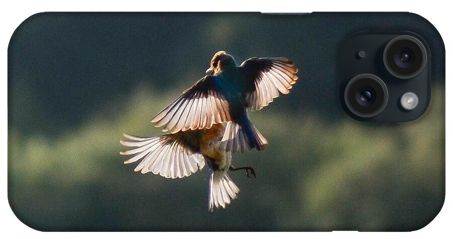 Bluebirds iPhone Case featuring the photograph Mid Air Bluebirds by Amy Porter