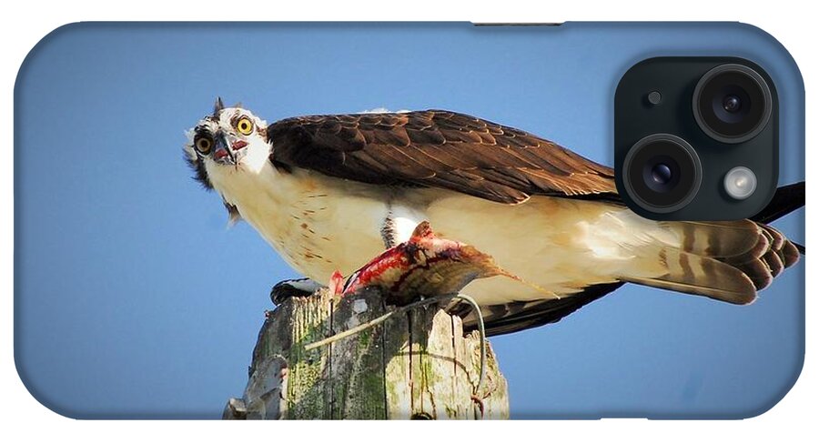 Osprey iPhone Case featuring the photograph Mine by Quinn Sedam