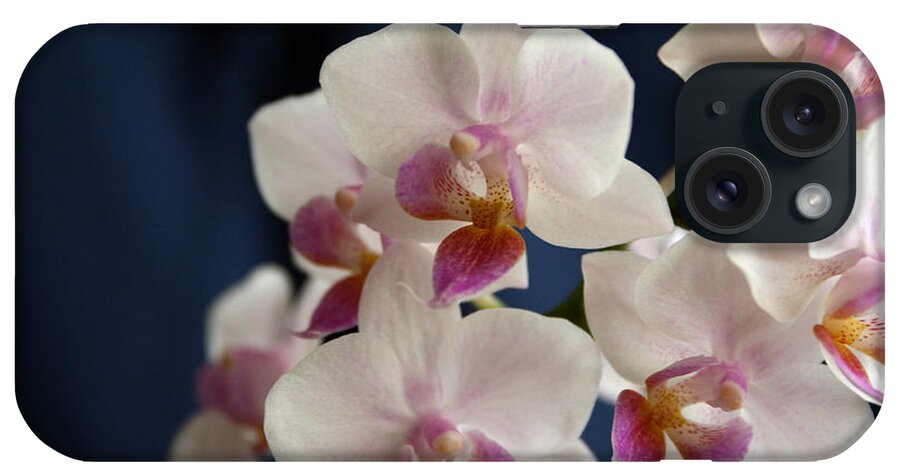 Mini Phalaenopsis iPhone Case featuring the photograph Mini Orchids 3 by Marna Edwards Flavell