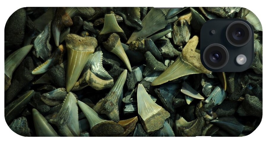 Shark Teeth iPhone Case featuring the photograph Miocene Fossil Shark Tooth Assortment by Rebecca Sherman