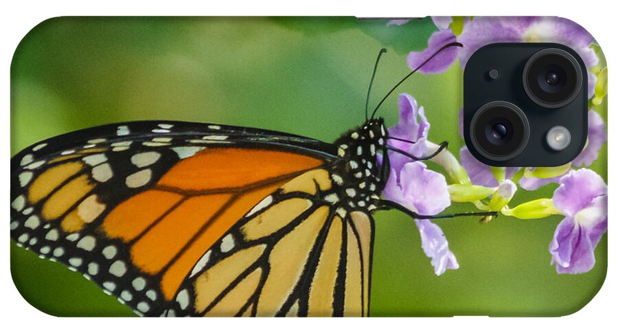 Florida iPhone Case featuring the photograph Monarch butterfly by Jane Luxton