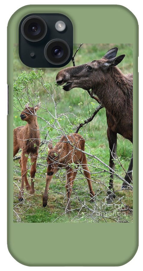 Moose iPhone Case featuring the photograph Moose cow with twin calves by Phil Banks