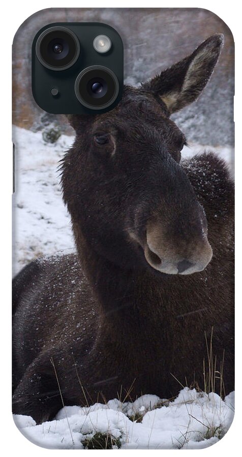 European iPhone Case featuring the photograph Moose in snow by Phil Banks