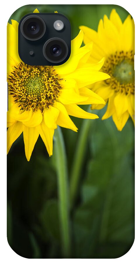 Canon iPhone Case featuring the photograph Morning Balsamroot by Jon Ares