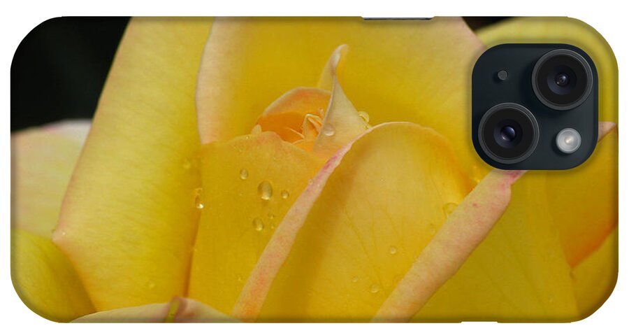 Rose iPhone Case featuring the photograph Morning Kiss by Juergen Roth